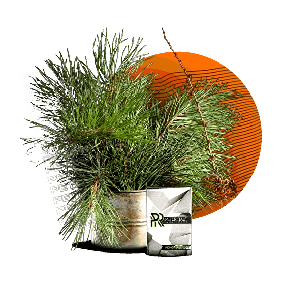 Табак Peter Ralf - Midnight Forest (Полуночный Лес, 50 грамм) купить в Тольятти