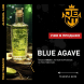Табак Jent - Blue Agave (Текила Бум, 100 грамм) купить в Тольятти